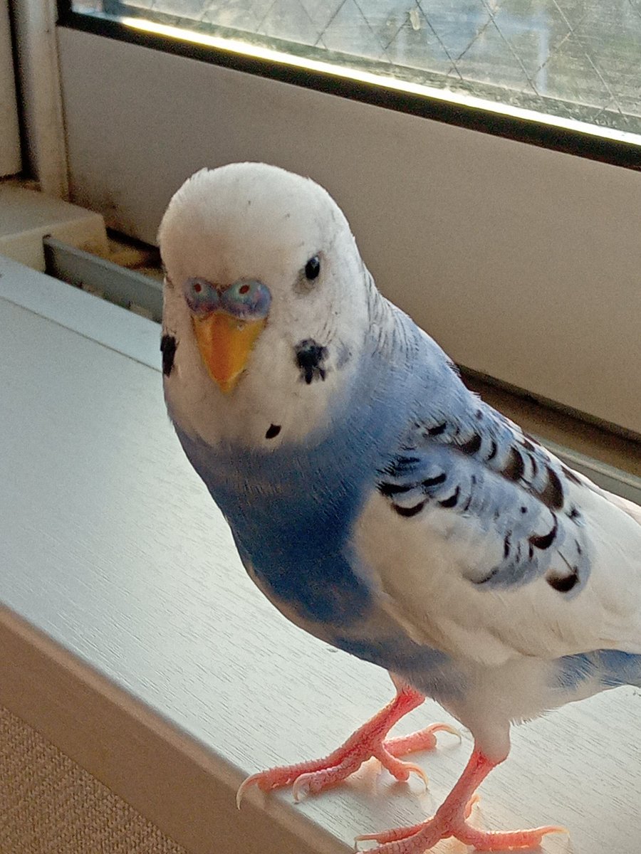 マダムインコ 楽天市場】SM149 100＋1 セキセイインコ （レインボー