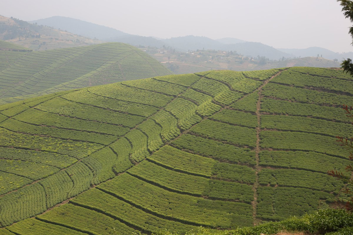 IPFG &amp; Joseph from Livelihood Venture visited Buruhukiro Sector, Nyamagabe, under the NAP project—meeting leaders, farmers &amp; communities to celebrate good practices, address gaps, and promote resilient, climate-smart livelihoods. #NAPProject #Rwanda #Nyamagabe #LivelihoodVenture