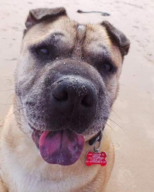 leonprobst007's tweet photo. 12 months gone and still hurts like it was yesterday....miss u pooch ❤️❤️ https://t.co/739Opas2Sv