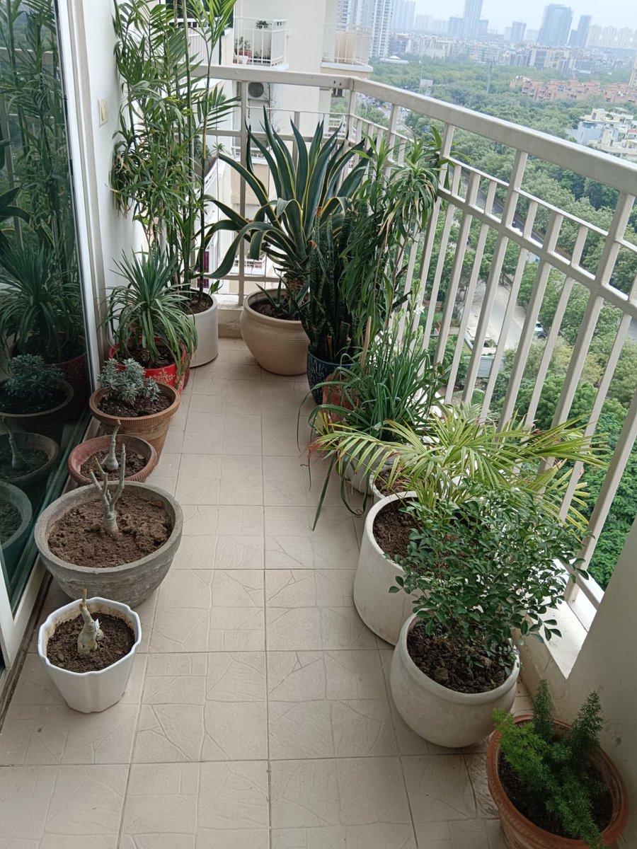 Chaperoneindia's tweet photo. Skipped watering your plant for three days? We’re not judging… but your plant is. From pruning to composting, our maalis make sure no green friend feels neglected again. #MaaliServices #Chaperone https://t.co/v0PPs8d1ar