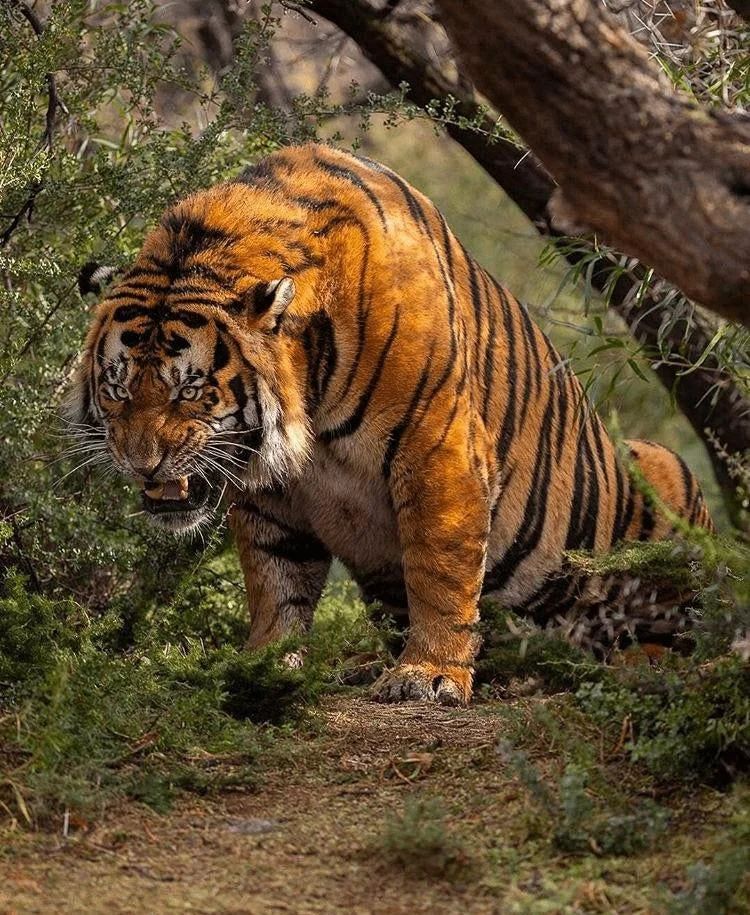 AMAZlNGNATURE's tweet photo. This absolute unit of a tiger https://t.co/0VtbJdGvaH