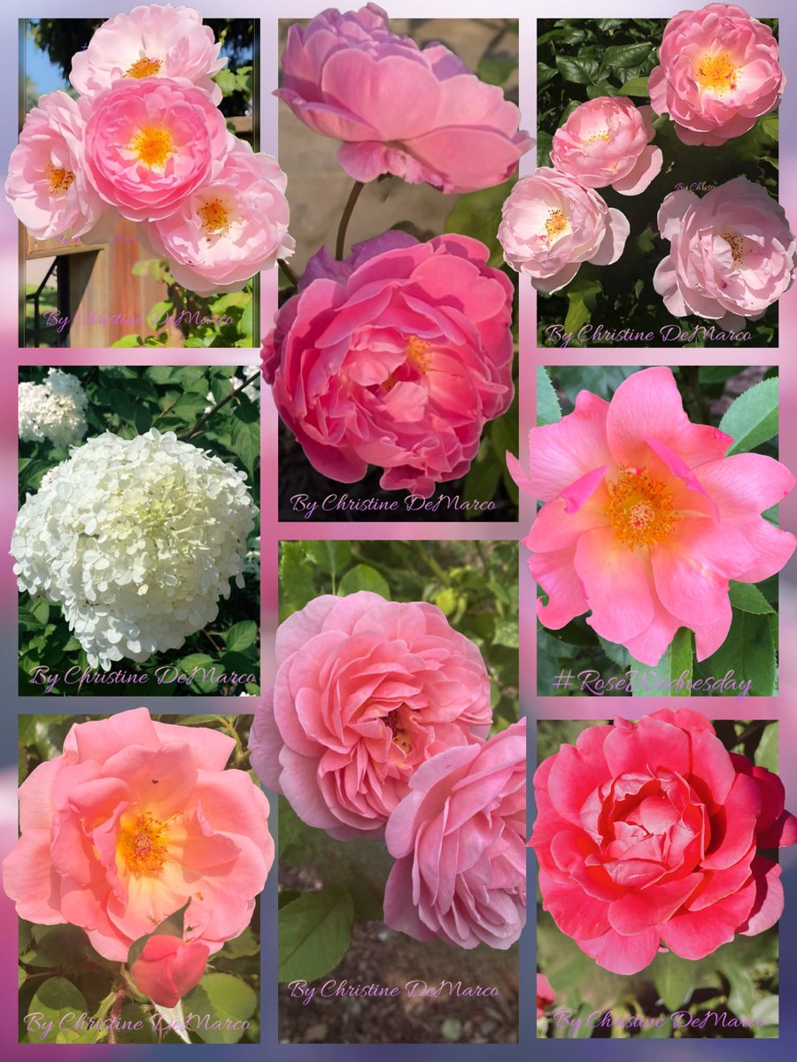 #RoseWednesday FriendshipRose
Amid thorns are moments dear
as true friends lend
a caring ear
A smile
a laugh
a friendly thought
are roots that tie the friendship knot
Take time to smell the friendship rose
Where friendship blossoms never fade &amp; seedlings sown are new friends made