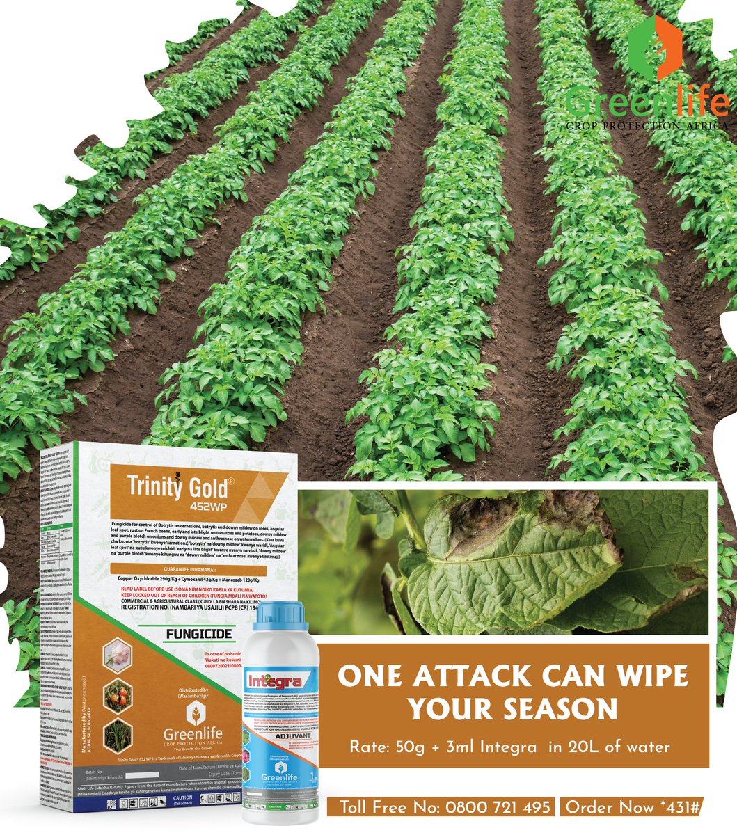 Are you still struggling with fungal diseases during this period?
TRINITY GOLD 452 WP is your go-to solution for fighting early blight and late blight. This powerful fungicide provides unmatched protection throughout the season, ensuring healthier plants, larger yields, and