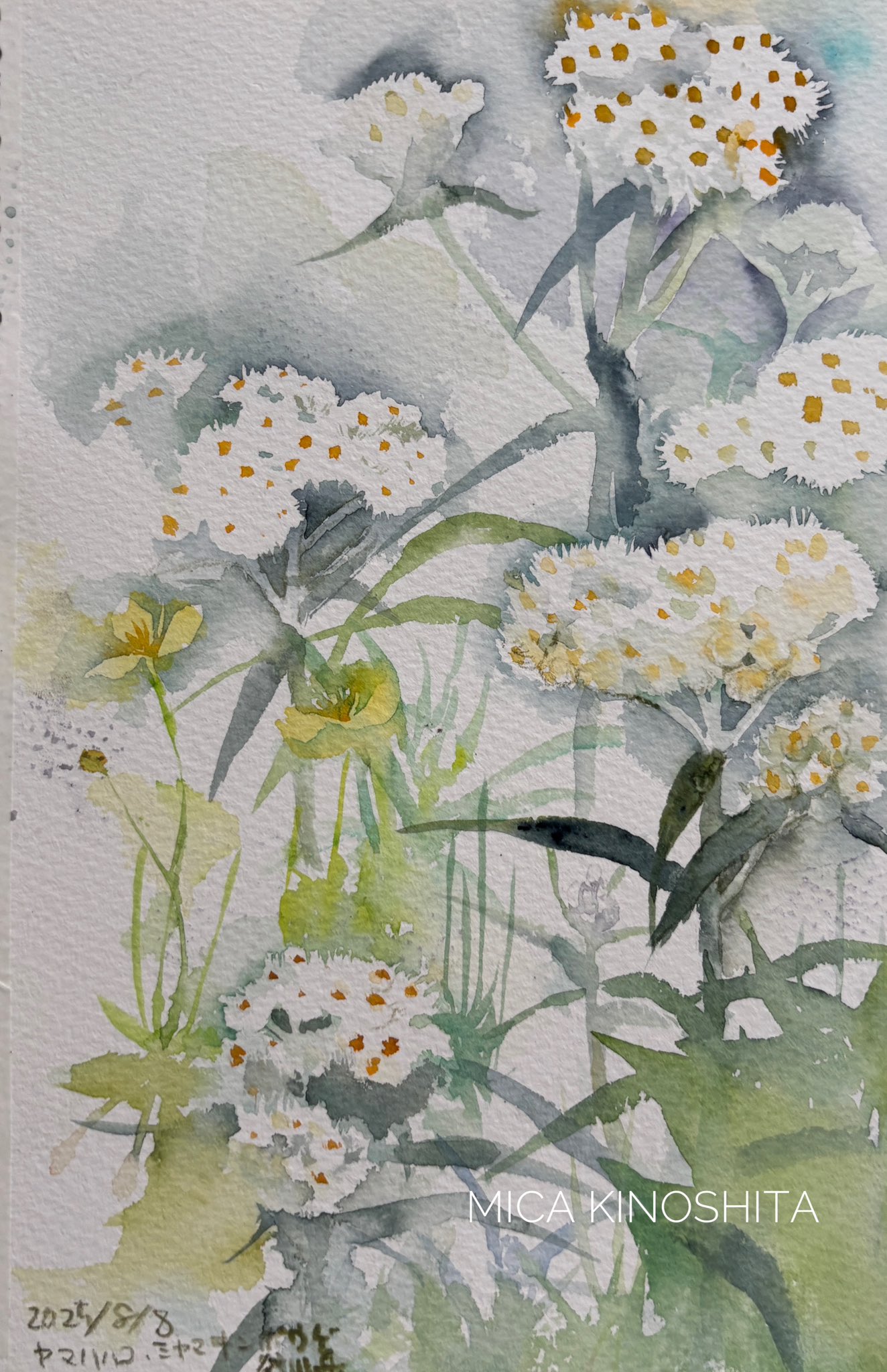 M. G. S. S. 水彩画 植物 1830年 M. G. S. S. 水彩画 植物 1830年