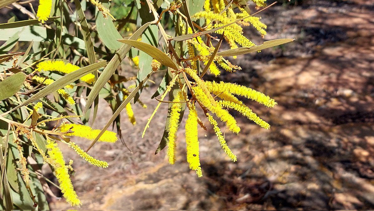 pfwaus's tweet photo. Australian native wildflower #Wattle in winter bloom at Ju Ju's Lookout, between the town of Pentland & the regional centre Hughenden in outback #Queensland #Australia
#traveloz #travel #nature #wildoz #ozflowers https://t.co/MdczajP1Rn