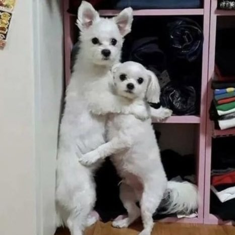 yourjamshilday's tweet image. animal                                         real life