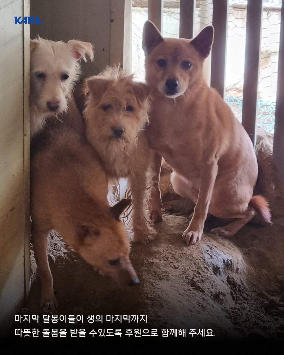 2004년, 재개발이 한창인 동네에 사람들은 떠나고 개들만 남겨졌습니다. 남겨진 개들이 이곳저곳 떠돌다 모여 살던 곳, 줄에 묶여 버려지던 곳이 달봉이네 보호소의 시작이었습니다. 버려진 개들을 불쌍히 여긴 소장님은 재개발로 마을을 떠나면서도 개들과 함께 비닐하우스로 이사했지만, 10년 후