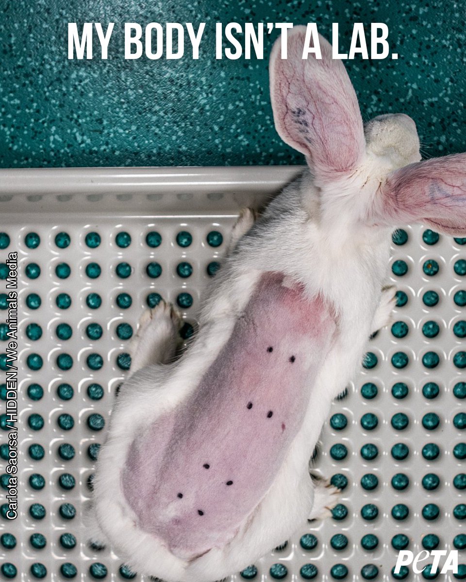 Animals deserve empathy, not experiments.