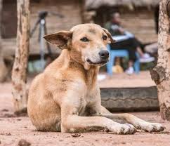 ecobuzzsm's tweet photo. 1. वाह रे मेरे कुत्ता भक्तों दिल खुश हो गया आपके सोशल मीडिया पर प्रोटेस्ट देख कर 
2. बस उम्मीद करता हूं ये प्यार बस शाम को आपकी थाली में चिकन और मटन की सब्जी में न बदल जाए
#straydogsmenace #straydogsfreeindia  #straydogsfreeindia #StrayDogsMatter #straydogs https://t.co/pbiXhXWpxM