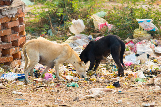 ecobuzzsm's tweet photo. 1. वाह रे मेरे कुत्ता भक्तों दिल खुश हो गया आपके सोशल मीडिया पर प्रोटेस्ट देख कर 
2. बस उम्मीद करता हूं ये प्यार बस शाम को आपकी थाली में चिकन और मटन की सब्जी में न बदल जाए
#straydogsmenace #straydogsfreeindia  #straydogsfreeindia #StrayDogsMatter #straydogs https://t.co/pbiXhXWpxM