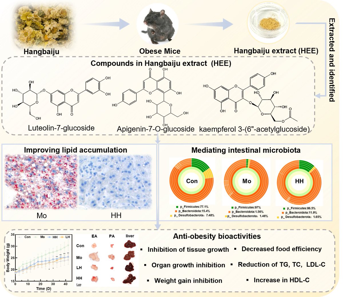 Plants_MDPI's tweet image. 🍵 3,000 years in a teacup — now in the lab!

🌼 Hangbaiju (Chrysanthemum × morifolium) extract…
▸ Cuts fat buildup
▸ Improves cholesterol
▸ Restores gut health

🌿 Ancient tea, modern science.
🔗 brnw.ch/21wURXX

#GutHealth #MetabolicHealth #Polyphenols