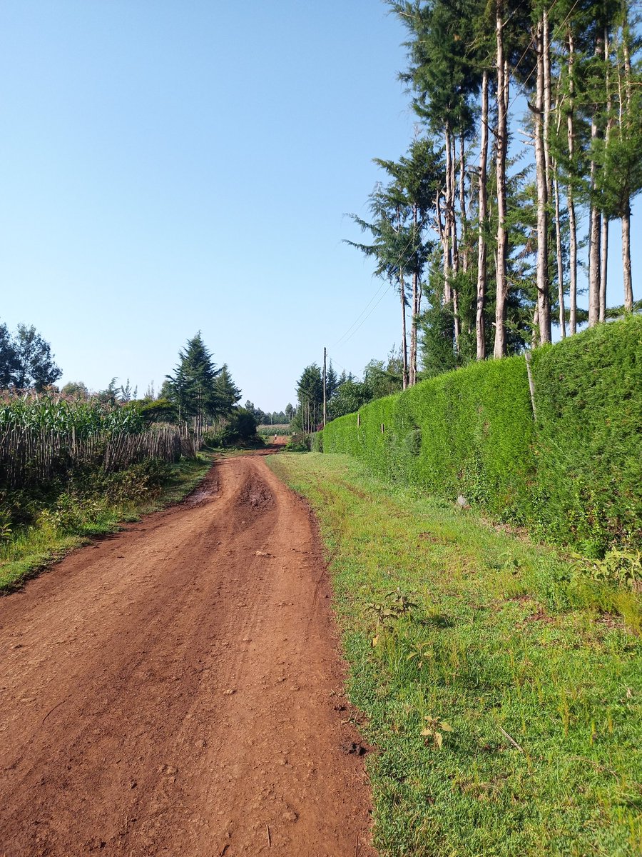 itsKoech_'s tweet image. Nothing beats beautiful village roads early in the morning 📸😍