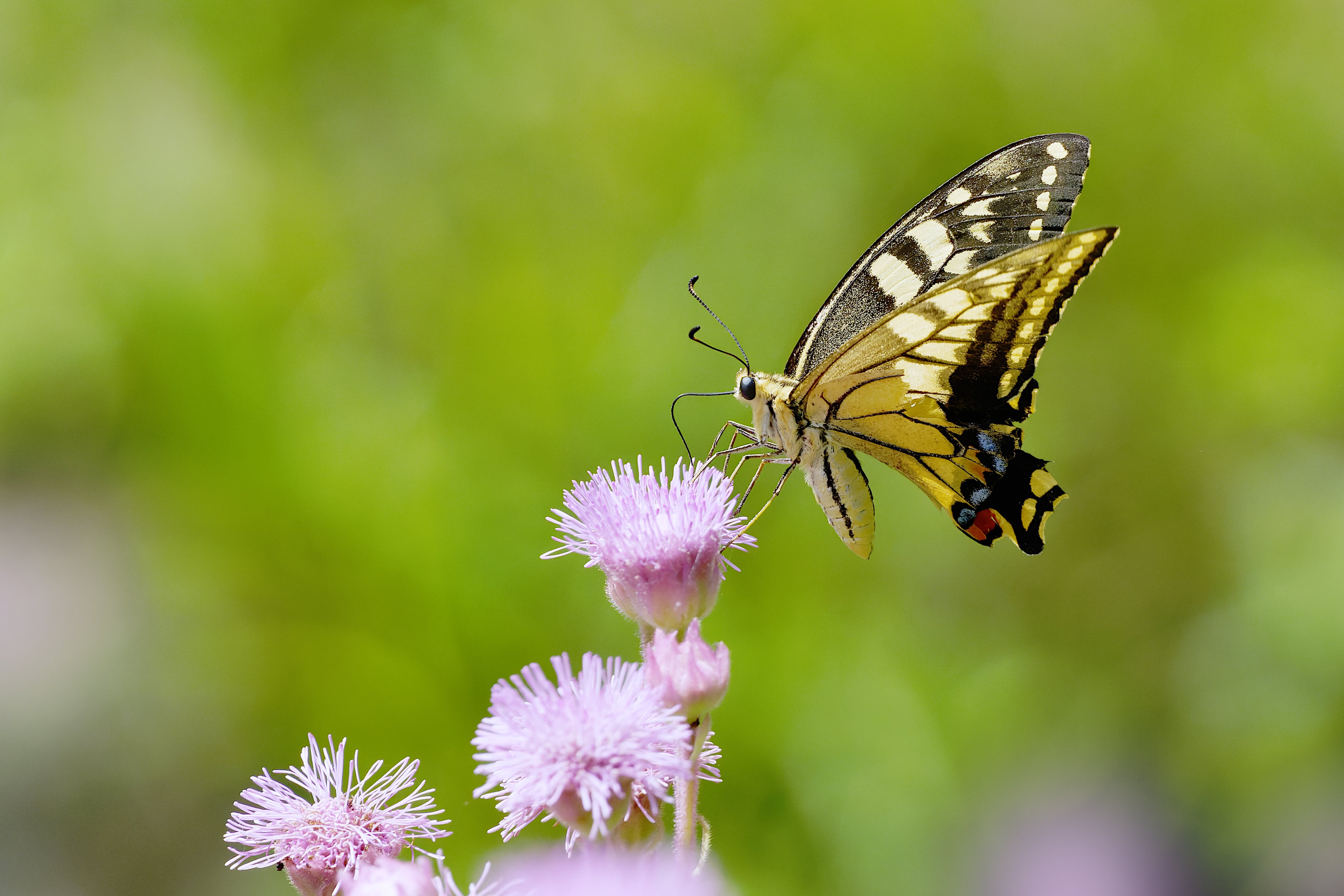 キアゲハ（1オス・中国/海南島産） キアゲハ – търсене / X