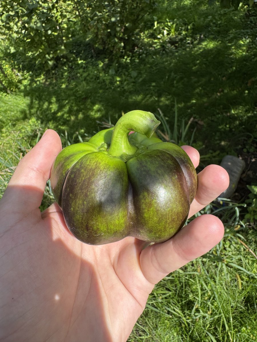 Korok_CFOP's tweet image. Gmonad
Rate this pepper from 1 to 10