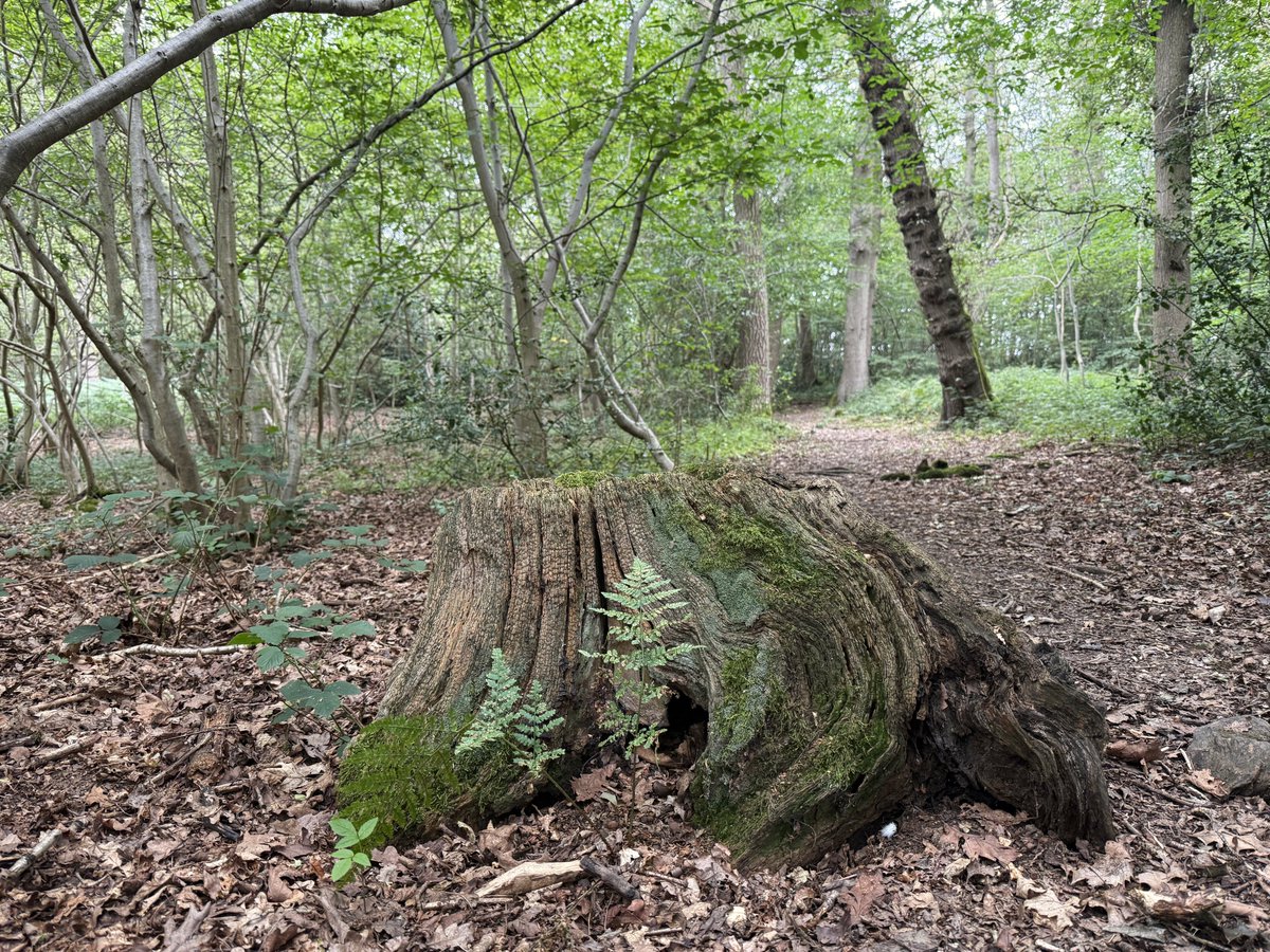 🌳Good morning tree people &amp; all, a good day for the shade of a tree. Have a wonderful day