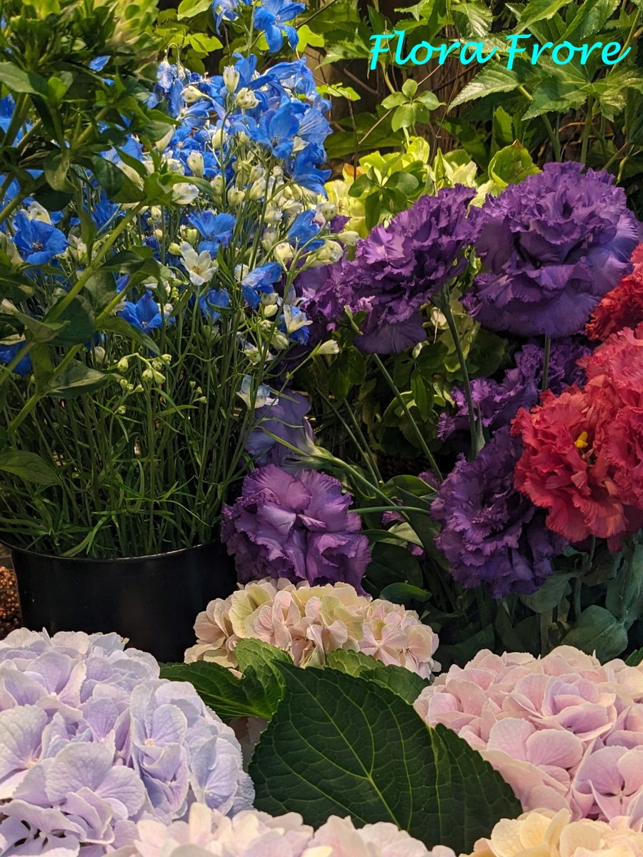 FloraFloreG8's tweet photo. 【お盆期間の営業時間変更のご案内】
お盆期間中は時間を変更して営業いたします。
 8月14日(木)10:00-18:00
 8月15日(金)臨時休業
 8月16日(土)休業日
どうぞよろしくお願いいたします。
銀座8丁目並木通りのお花屋さん
フラワースタジオ　フローラフローレ
#銀座 #花屋 https://t.co/feeKidVodU
