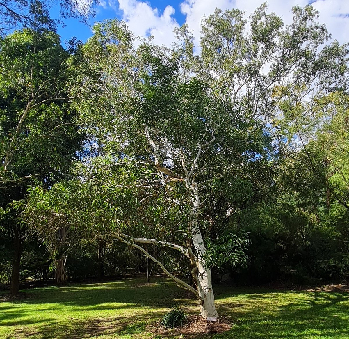 StuartWilliams_'s tweet image. Darling Range ghost gum (Eucalyptus laeliae), from the south-west of Western Australia

#MaranoaBG #Eucalyptus #ozplants