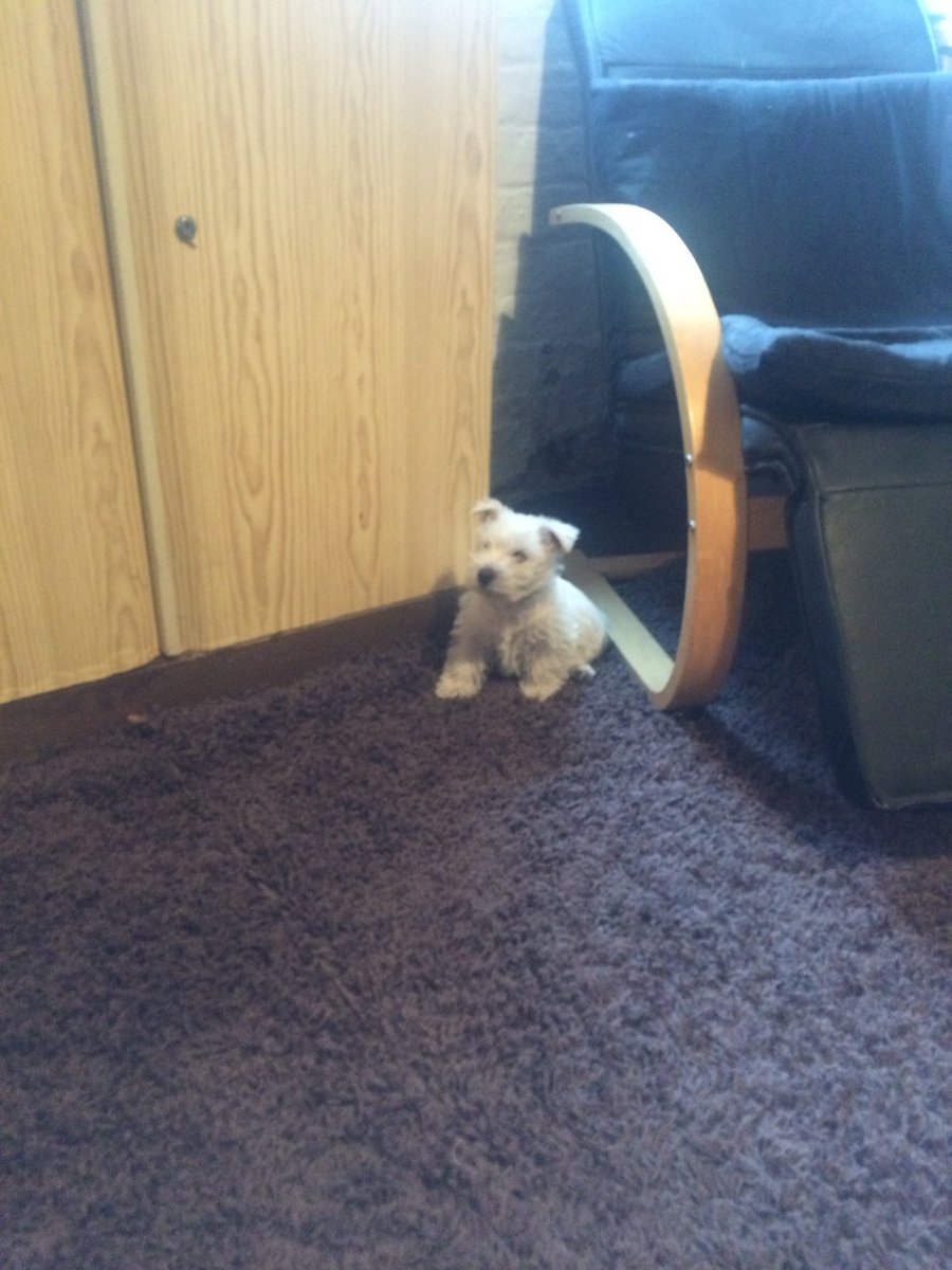 GitGrumpygit's tweet image. Happy Birthday Sonny 9 today 🎉