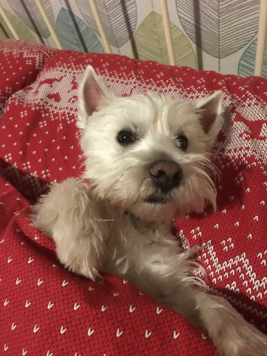 GitGrumpygit's tweet image. Happy Birthday Sonny 9 today 🎉