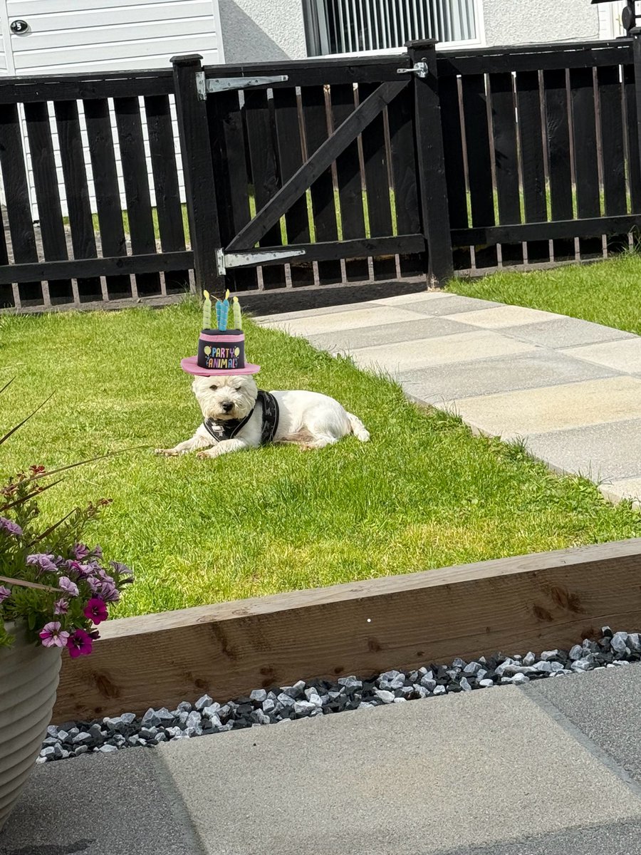 GitGrumpygit's tweet image. Happy Birthday Sonny 9 today 🎉