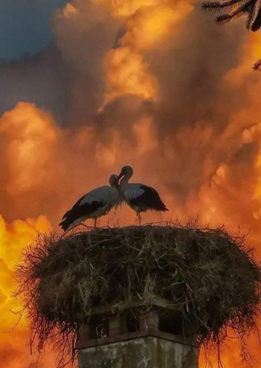 poly_ramp's tweet image. Σπαράζει η καρδιά μου. Για τη φωτογραφία αυτή. Για τη φωτογραφία με το καμμένο άλογο. Για τους ανθρώπους. Τη γη. Τη φύση.  Τα ζώα. Τους πυροσβέστες. Την ίδια την Ελλάδα. Τι θα γίνουμε; Σε κάθε φωτιά σκέφτομαι τα ίδια. #Πατρα #φωτια