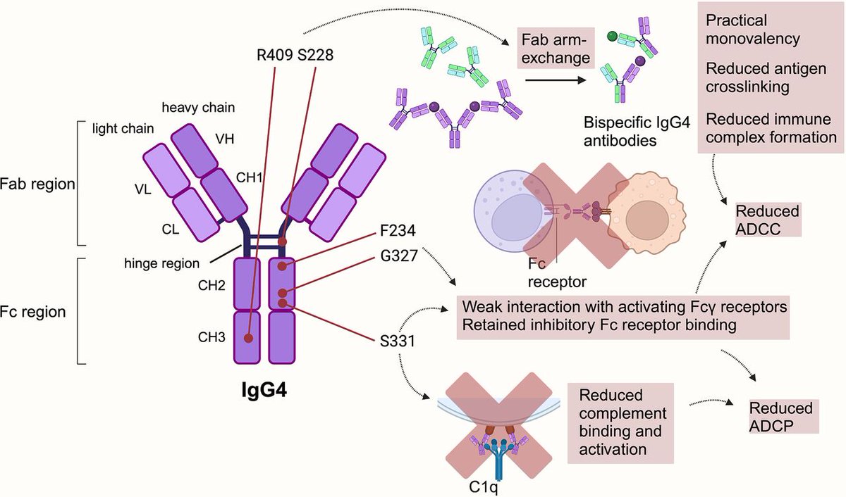 Gut_BMJ's tweet image. #GUTImages from the #GUTRecentAdvancesInClinicalPractice paper by Piseddu et al on

"The dual role of IgG4 in immunity: bridging pathophysiology and therapeutic applications" via

bit.ly/46PIWWm

#IgG4