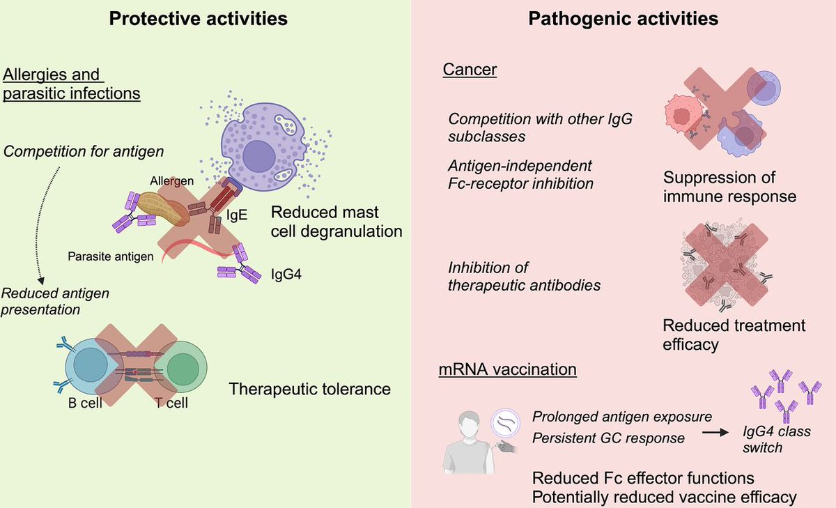 Gut_BMJ's tweet image. #GUTImages from the #GUTRecentAdvancesInClinicalPractice paper by Piseddu et al on

"The dual role of IgG4 in immunity: bridging pathophysiology and therapeutic applications" via

bit.ly/46PIWWm

#IgG4