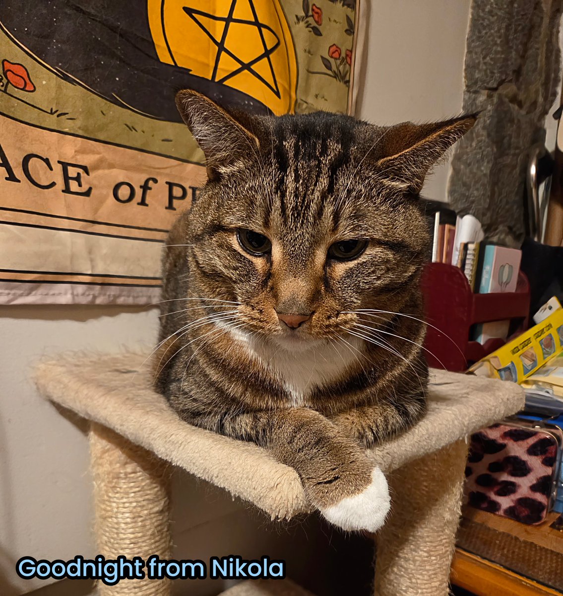 KheftKaligari's tweet photo. Goodnight from Nikola π #TabbyLife #RescueCat #IndoorCat #VOKRAcat #CatsOfVancouver #CatsOfKitsilano #CatsAreFamily https://t.co/F5ADDvb8hp