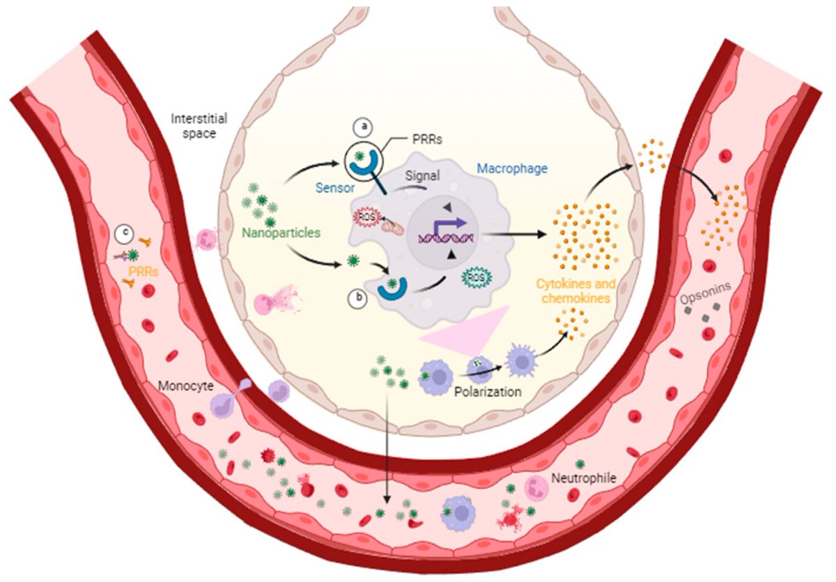 Toxics_MDPI's tweet photo. #call_for_reading
📝Erythrocyte Vulnerability to #Airborne #Nanopollutants
by Miguel A. Méndez-Rojas et al. @nanoprofe
https://t.co/RniHQZLphu
#hemolytic_activity #ultrafine_particles #nanopollutants #erythrocyte_membrane #soot #magnetite #silica https://t.co/j4QUL1FdWw