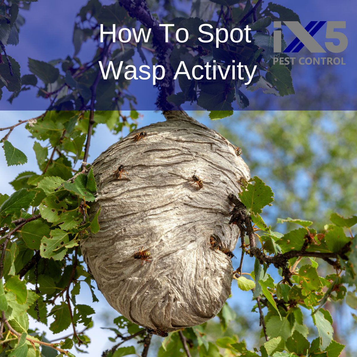 iX5uk's tweet photo. Is your garden buzzing with unwanted guests? ๐ Learn how to spot wasp activity early and keep your summer stress-free. Check out our blog for expert tips on identifying and dealing with wasp nests. Read more here: https://t.co/v3UkHB0cTV #WaspActivity #WaspPestControl #WaspNest https://t.co/2vNIL1CmNU
