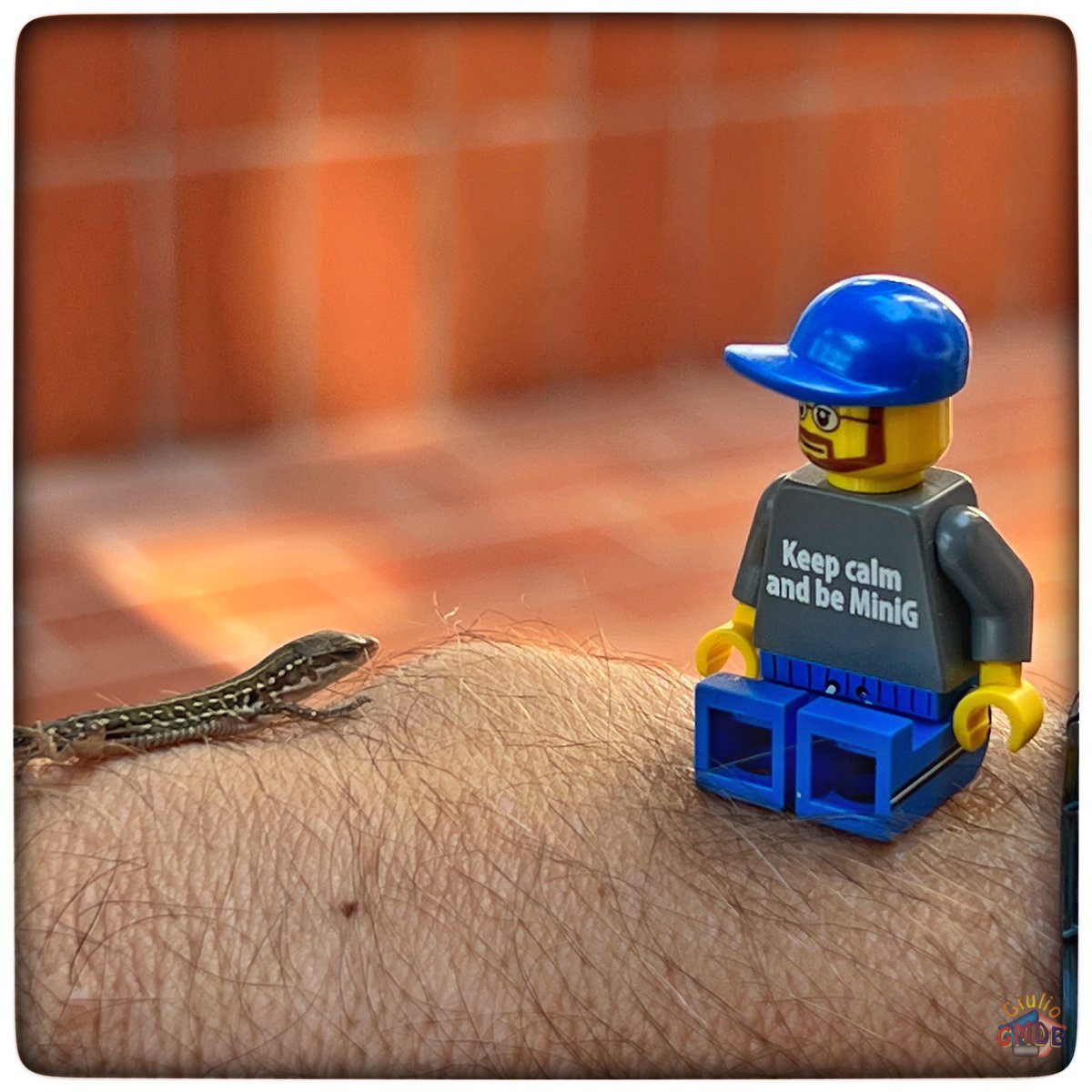 #MiniG è amico delle lucertoline 🦎❤️