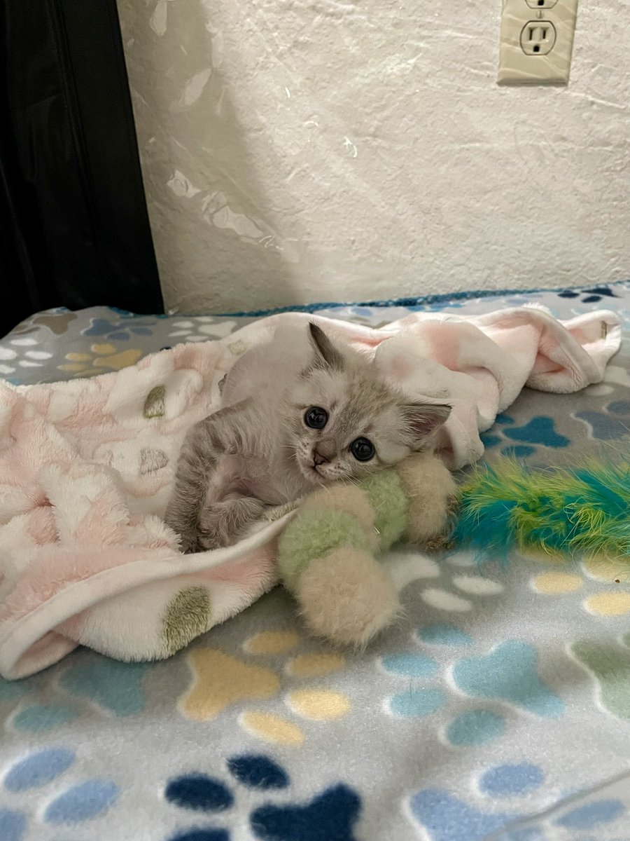 Friends of Bear Cat Rescue tweet media