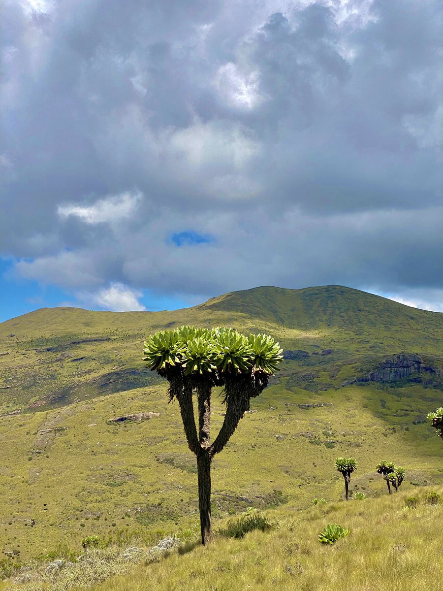 outdoorerke's tweet photo. Experience Mt. Satima in a whole new way via the Wandare trail — fresh views, fresh adventure and unforgettable moments. 🏔✨
.
.
.
#Satima #Aberdares #Outdoorer #TrailCommunity #LoveForTheOutdoors
#hikingwithoutdoorer #OutdoorerMoments #NatureHeals #hikingvibes #MountainTherapy #OutdoorerAdventures #HikinginKenya #NatureCalling #HikingAdventures #OutdoorEscape #HikingCommunity #NatureLovers #StepIntoAdventure #HikeMore #HikingLife #AdventureAwaits #HikeWithOutdoorer #StartYourAdventure #ExploreMore #OutdoorerHikes
#ConquerYourself #TrailTherapy #HikeMoreWorryLess #NatureEscape #Nature