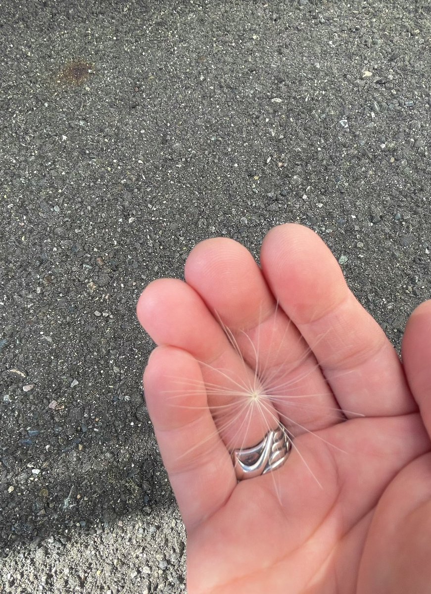 ケセランパサランいた✨