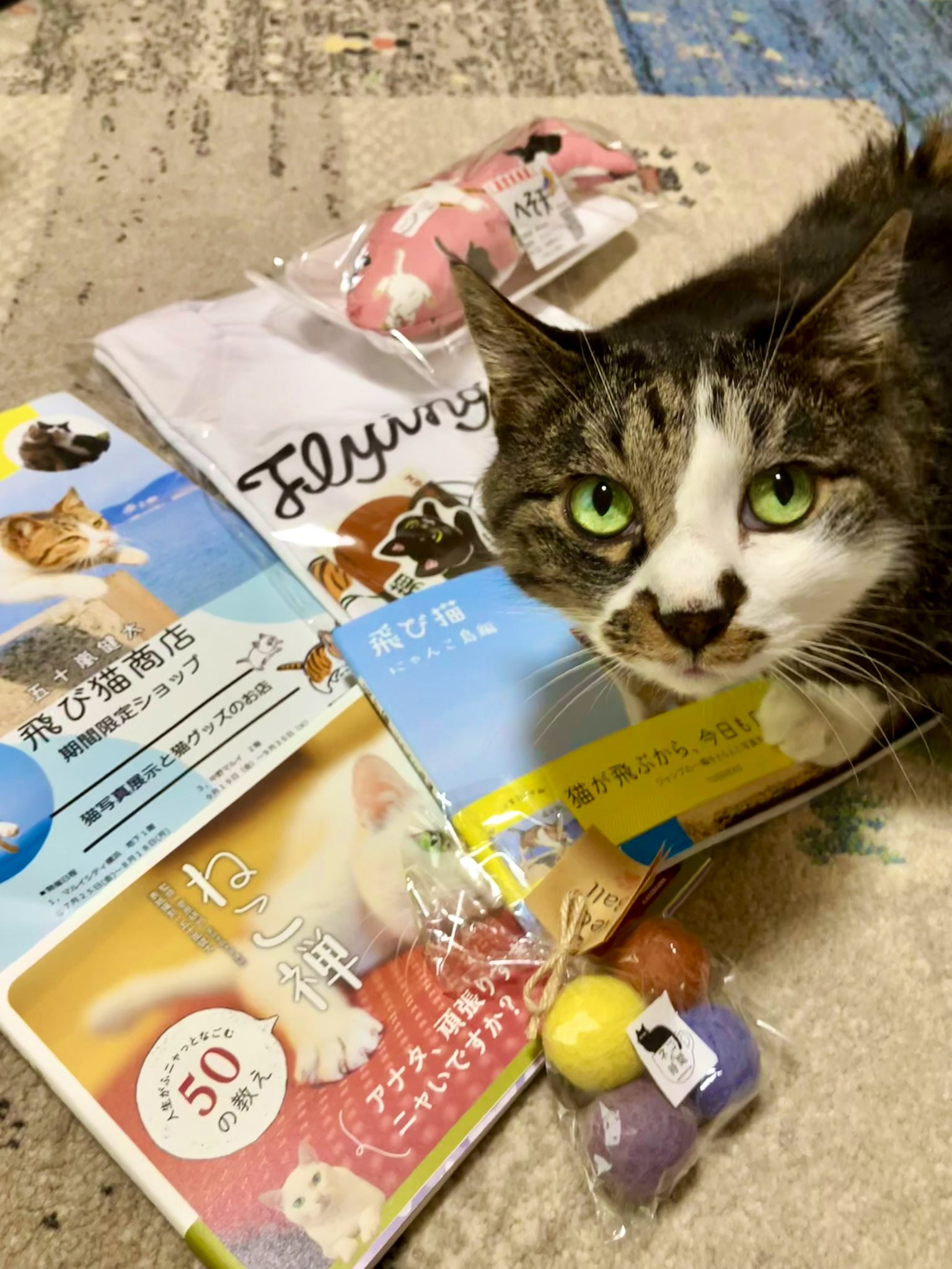 😺和猫かふぇ@横浜三ツ沢😸（休業中） on X: 