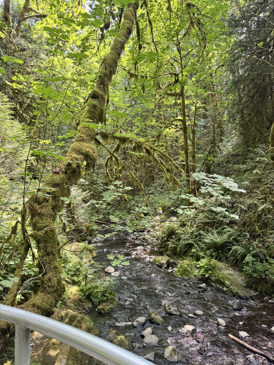TrailASMR's tweet photo. Goldstream: where the trees wear more moss than I do sweaters 🌿💚
Watch here: https://t.co/rTHY2vkT81
#VancouverIsland #Goldstream #NatureWalk #ASMRHiking #MossyVibes https://t.co/yxNBNoXJ2y