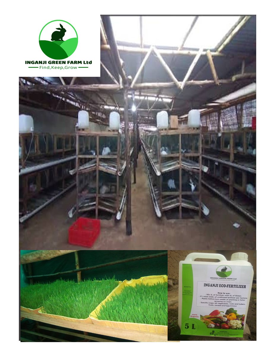 Inganji Green Farm (IGF) Ltd (@inganjigreen) on Twitter photo Why #RabbitFarming? each $1 invested can contribute to: Food security, Climate action , Rural empowerment , Sustainable future. Ready to change lives with small investment, Invest at <a href="/InganjiGreen/">Inganji Green Farm (IGF) Ltd</a> where every dollar matters, every rabbit counts, every life transforms. Why #RabbitFarming? each $1 invested can contribute to: Food security, Climate action , Rural empowerment , Sustainable future. Ready to change lives with small investment, Invest at <a href="/InganjiGreen/">Inganji Green Farm (IGF) Ltd</a> where every dollar matters, every rabbit counts, every life transforms.