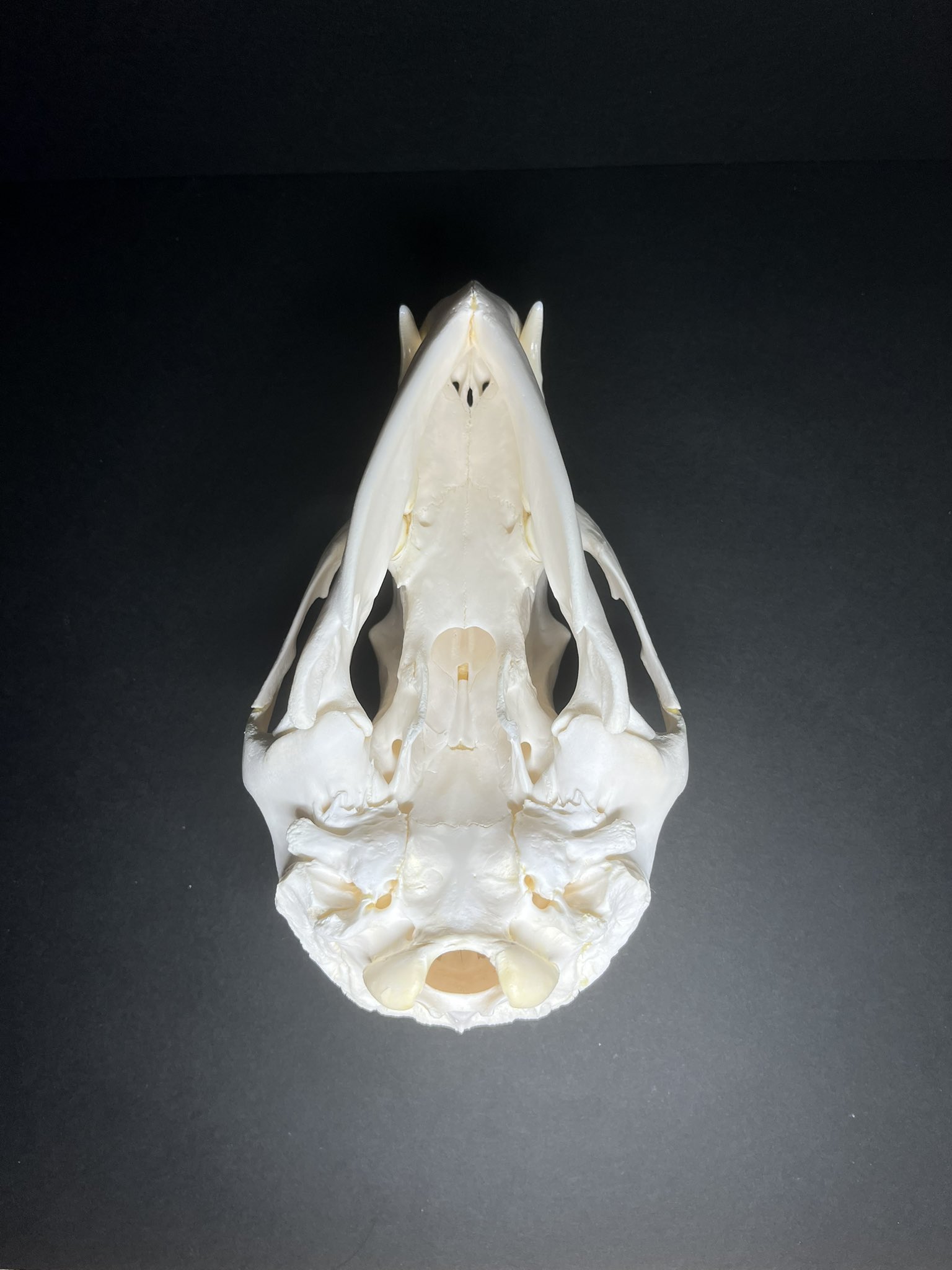 マイトトキシン on X: 