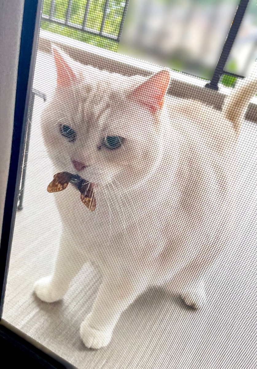 今年のお客様です（セミは逃がしました）最近は網戸を自力で開けて入ってくるので気付いたら部屋にセミが「いる」
x.com/MiGiiiiii/stat…