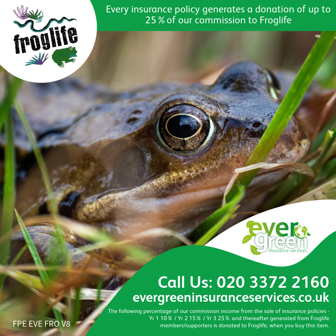 Leap into action this August! Support @Froglifers with your Evergreen policy and keep our ponds and wetlands thriving. 🐸🌱 #WildWetlands #Froglife #EvergreenSupports