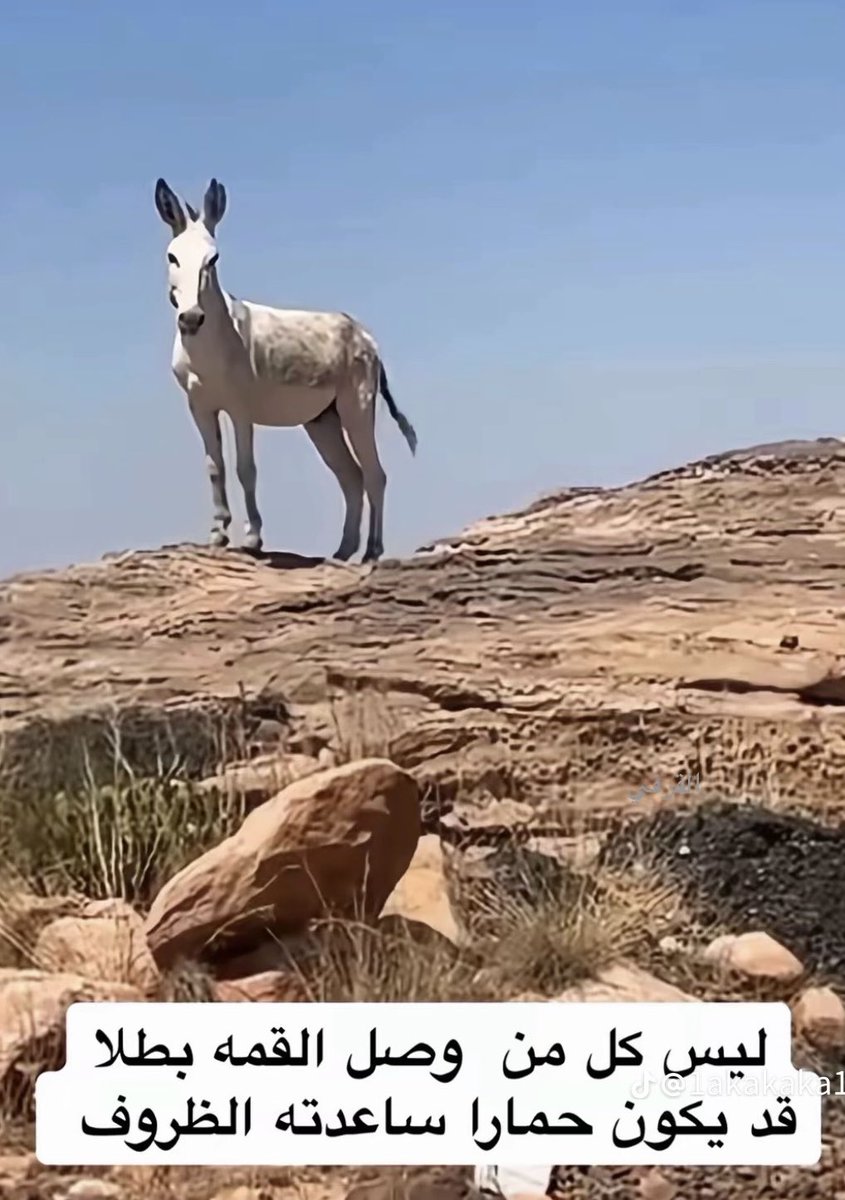 أبو مفيد (@12341234mbb) on Twitter photo 