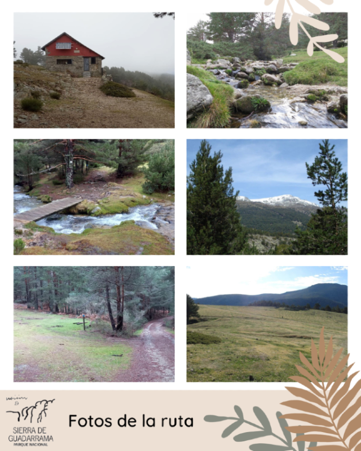 PN_Guadarrama's tweet photo. Cotos-Arroyo de la Angostura por las Vueltas
Circular de 9.5 km de longitud que permite disfrutar de los magníficos pinares la cabecera del Valle de #ElPaular
👉 Info y track: https://t.co/eC44605oq3
#rutas #divulgacion #parquenacional #nationalpark #sierradeguadarrama https://t.co/wcbvZJvaxk