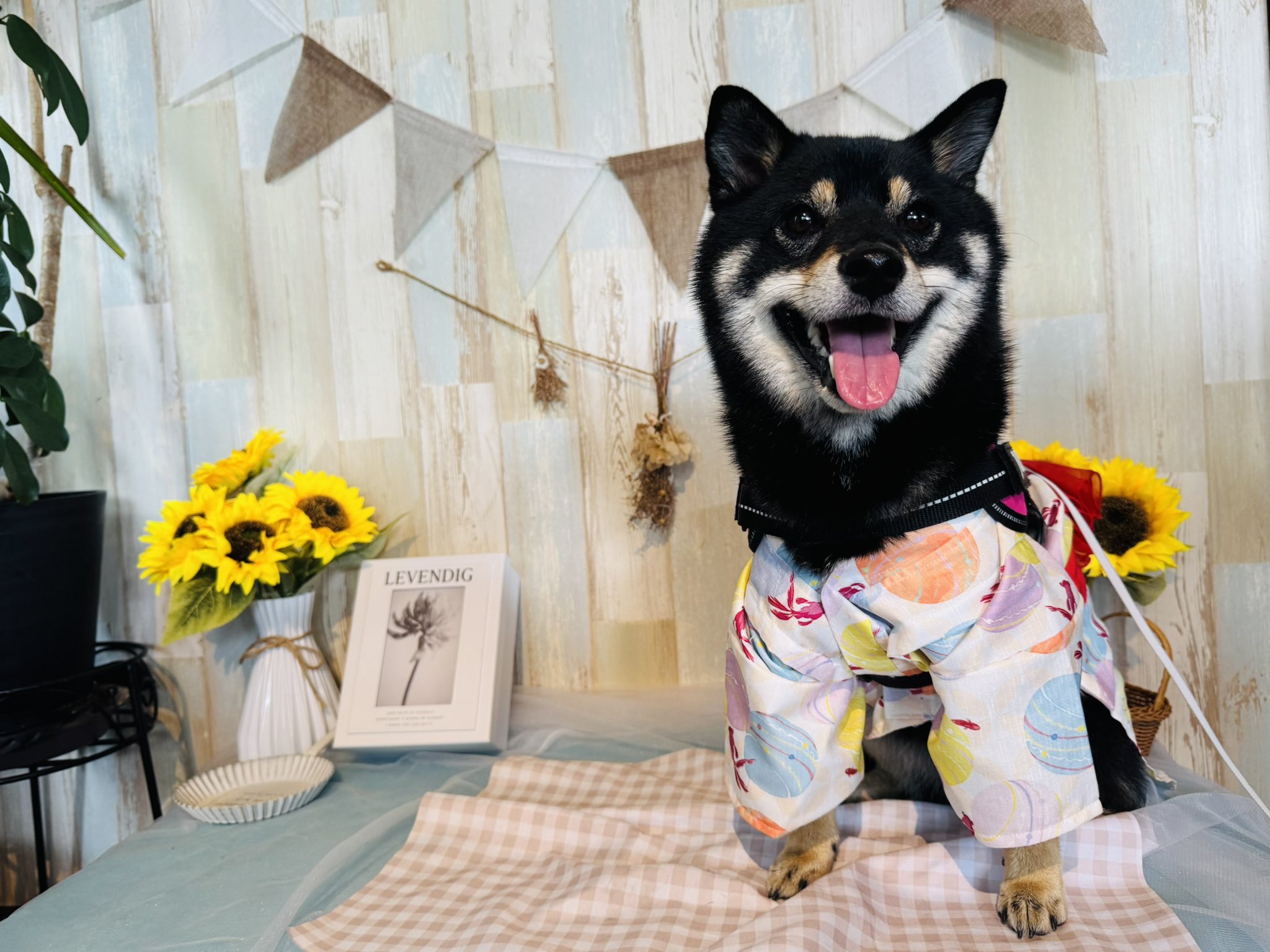 柴犬が好き 🐶 極小豆柴のおんなのこ💓 眩しかったのかな…？ごめんよ