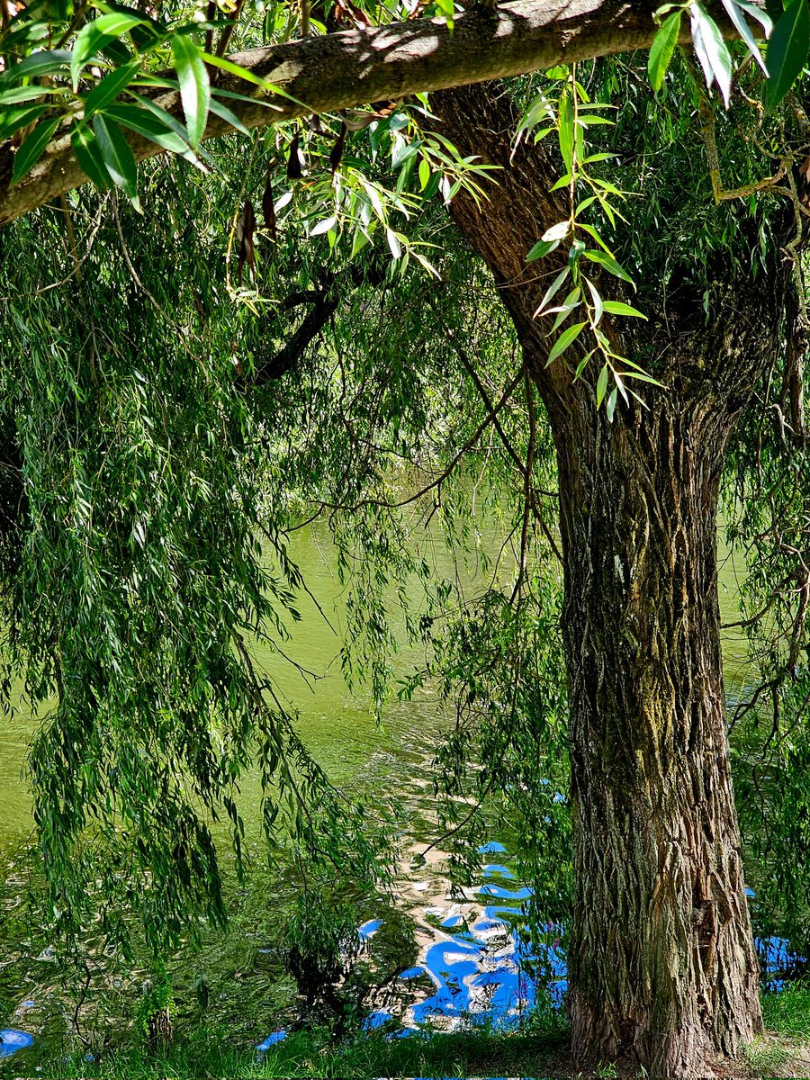 My view 💦🌳
#trees #NatureBeauty