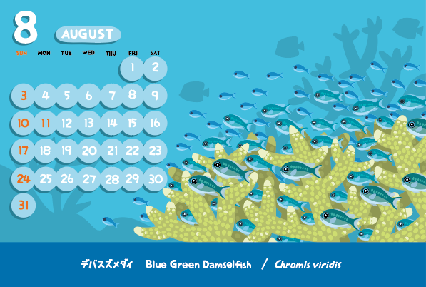今月のカレンダー
サンゴのまわりで群れる魚といえば、この子たちでしょうか？　小さなかわいい魚なのに「出歯」とは･･･「残念な名前の魚図鑑」とかあったら掲載されそうｗｗ　下アゴの犬歯が前に突き出ているそうです･･･そこ？　いや、フィールドではほぼ識別できないのでは？(^_^;)