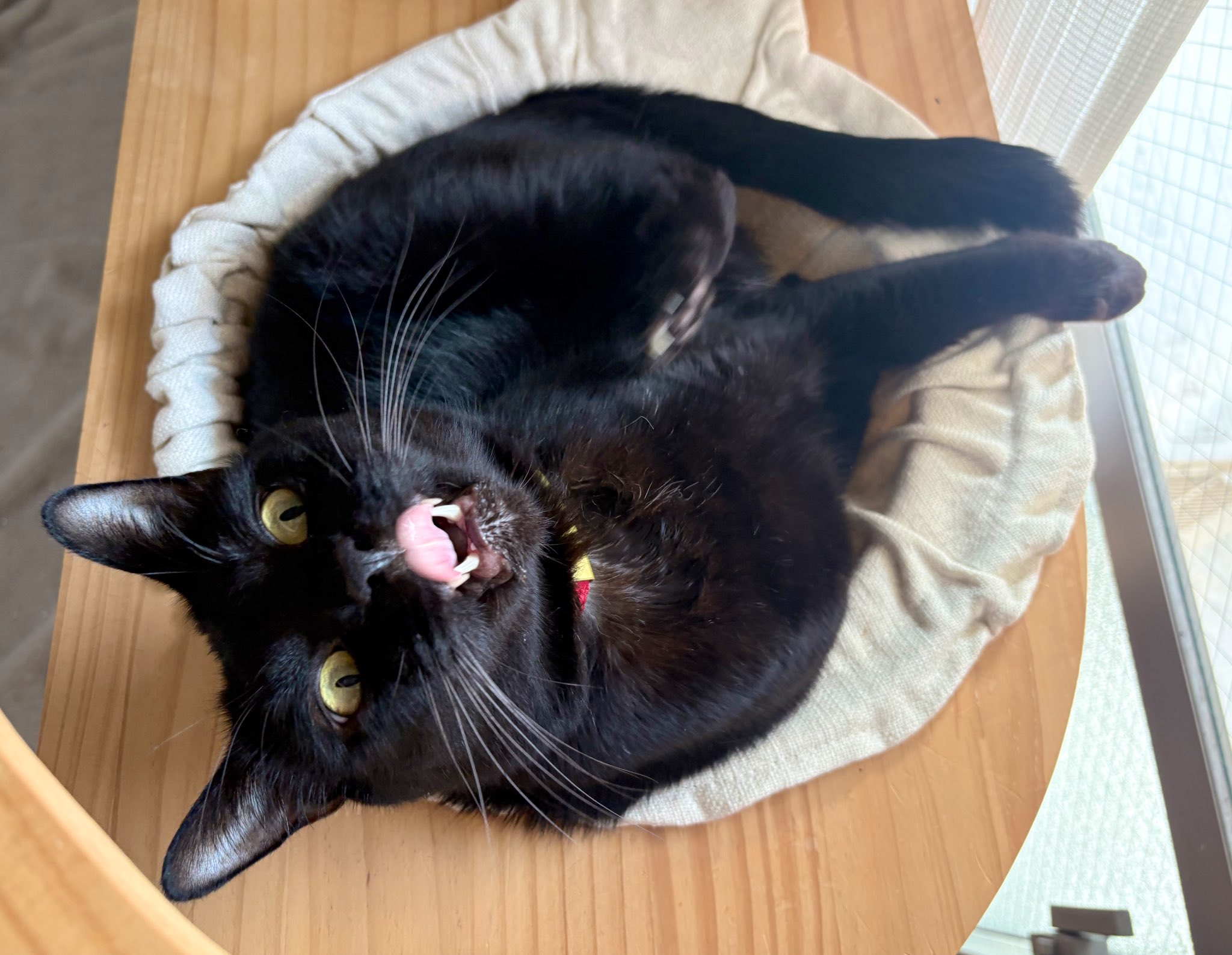 黒猫ページ 黒猫 on X: 