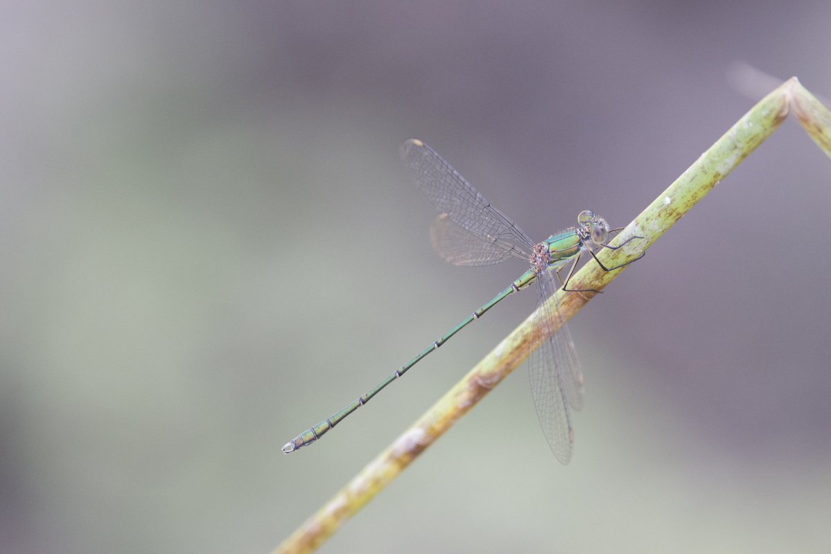 James West (@ejwwest) on Twitter photo Willow Emerald damselfly at a pond near a new estate in Rownams, Hampshire yesterday <a href="/BDSdragonflies/">British Dragonfly Society</a> <a href="/Natures_Voice/">RSPB</a> <a href="/BBCSpringwatch/">BBC Springwatch</a> <a href="/WildlifeTrusts/">The Wildlife Trusts</a> Willow Emerald damselfly at a pond near a new estate in Rownams, Hampshire yesterday <a href="/BDSdragonflies/">British Dragonfly Society</a> <a href="/Natures_Voice/">RSPB</a> <a href="/BBCSpringwatch/">BBC Springwatch</a> <a href="/WildlifeTrusts/">The Wildlife Trusts</a>
