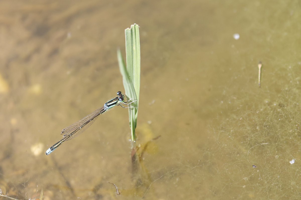James West (@ejwwest) on Twitter photo Scarce blue tailed damselflies in a ditch near a new estate in Rownams, Hampshire yesterday <a href="/BDSdragonflies/">British Dragonfly Society</a> <a href="/Natures_Voice/">RSPB</a> <a href="/BBCSpringwatch/">BBC Springwatch</a> <a href="/WildlifeTrusts/">The Wildlife Trusts</a> Scarce blue tailed damselflies in a ditch near a new estate in Rownams, Hampshire yesterday <a href="/BDSdragonflies/">British Dragonfly Society</a> <a href="/Natures_Voice/">RSPB</a> <a href="/BBCSpringwatch/">BBC Springwatch</a> <a href="/WildlifeTrusts/">The Wildlife Trusts</a>