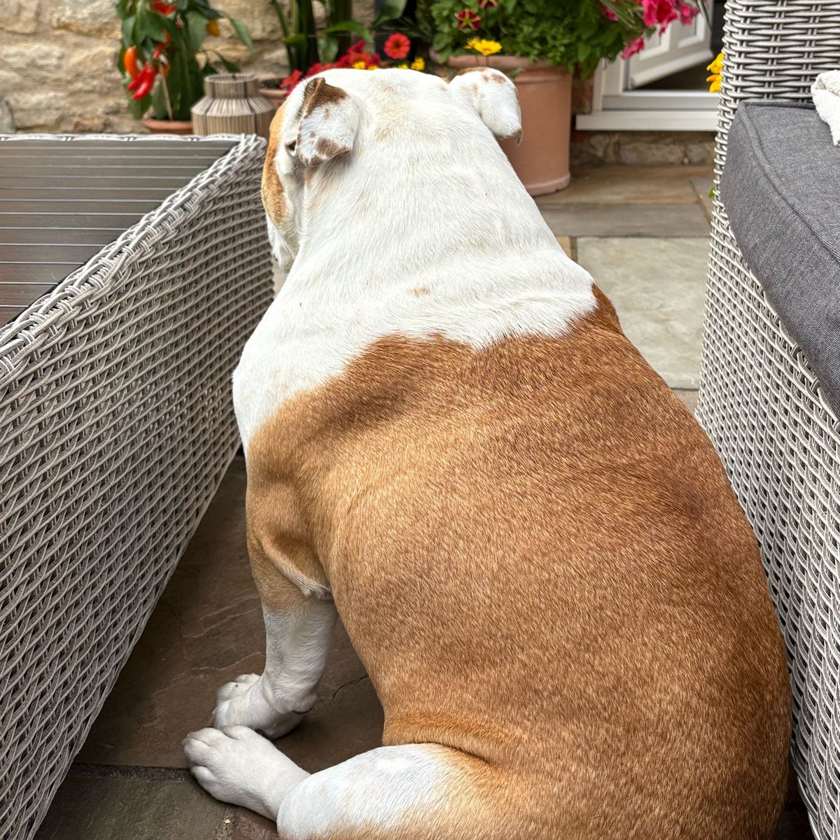barney_bulldog's tweet photo. Speak to the #TurkeyLeg 🍗 cos this face is all about the #WontLookWednesday 👀 🐶🐾❤️ Barney #BarneyTheBulldog #DogsOfTwitter #DogsOfX #DogsOfIG #DogsOfFacebook #Bulldog #EnglishBulldog #WLW https://t.co/DxnUrzkhI3