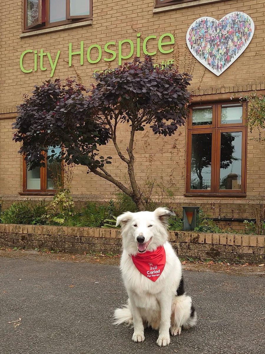 Cŵn Cymorth Cariad / Cariad Pet Therapy (@cariadpet) on Twitter photo Alfi makes a huge difference to the lives of others with his warm smile and affectionate nature ❤️ <a href="/CityHospice/">City Hospice</a> Alfi makes a huge difference to the lives of others with his warm smile and affectionate nature ❤️ <a href="/CityHospice/">City Hospice</a>